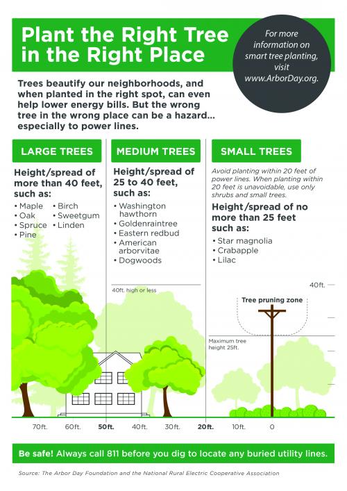 Infographic that provides tips for planting trees that won't interfere with power lines.